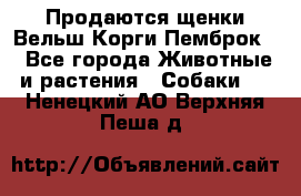 Продаются щенки Вельш Корги Пемброк  - Все города Животные и растения » Собаки   . Ненецкий АО,Верхняя Пеша д.